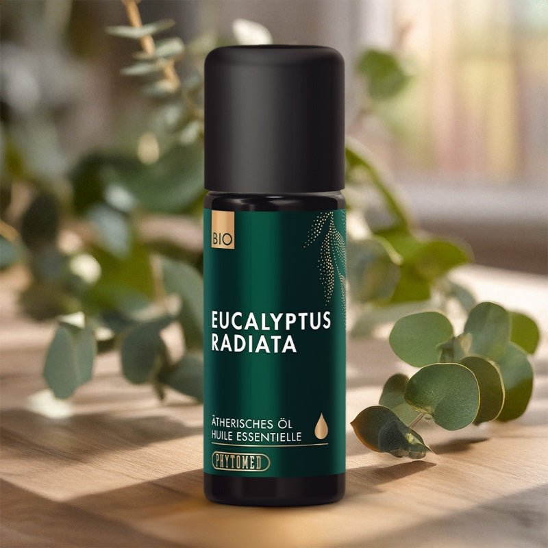 Ätherisches Öl Eukalyptus Radiata Bio